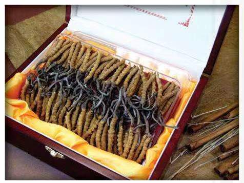 连州冬虫夏草回收